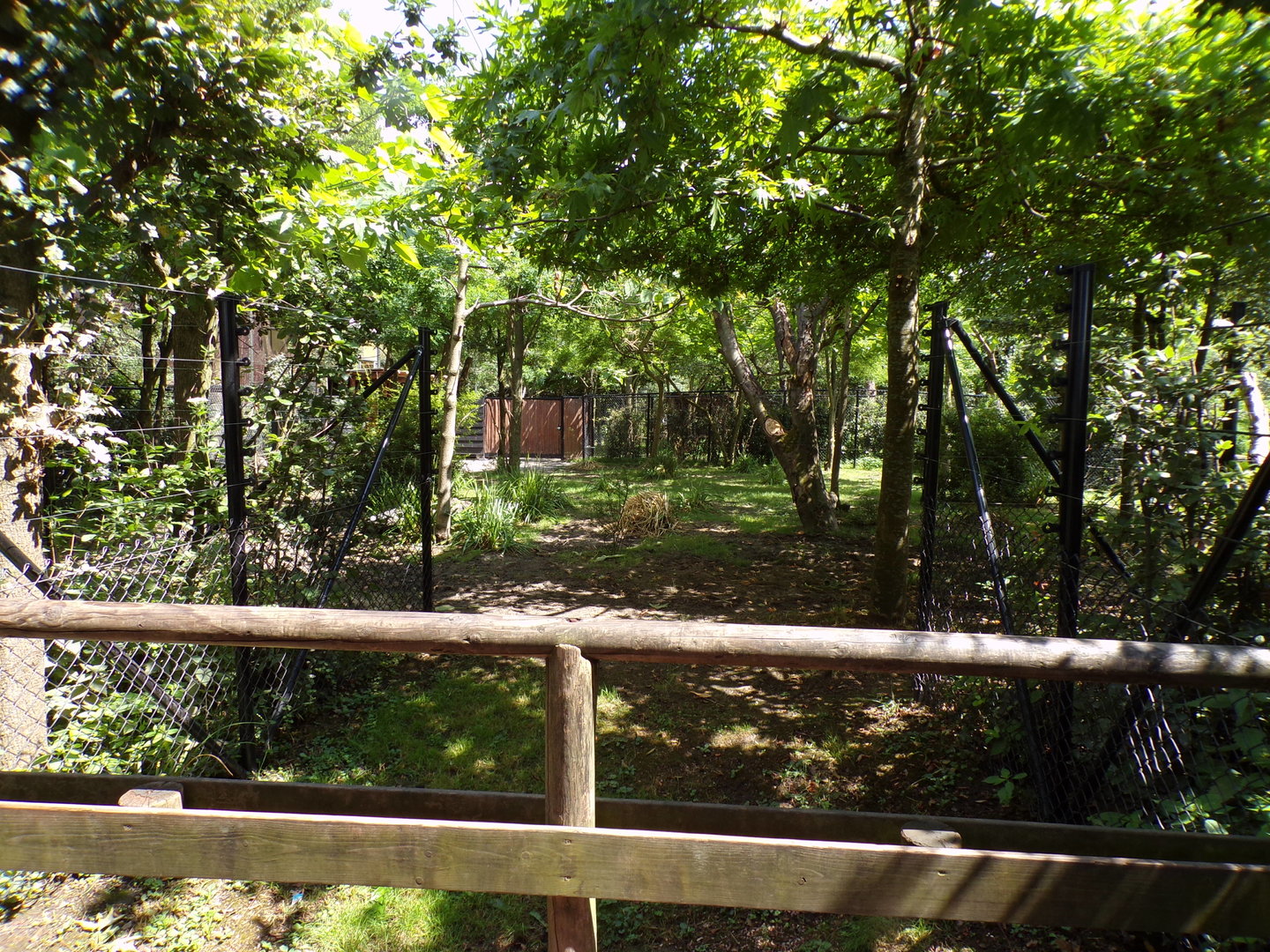 Africa- Okapi enclosure 13.7.23