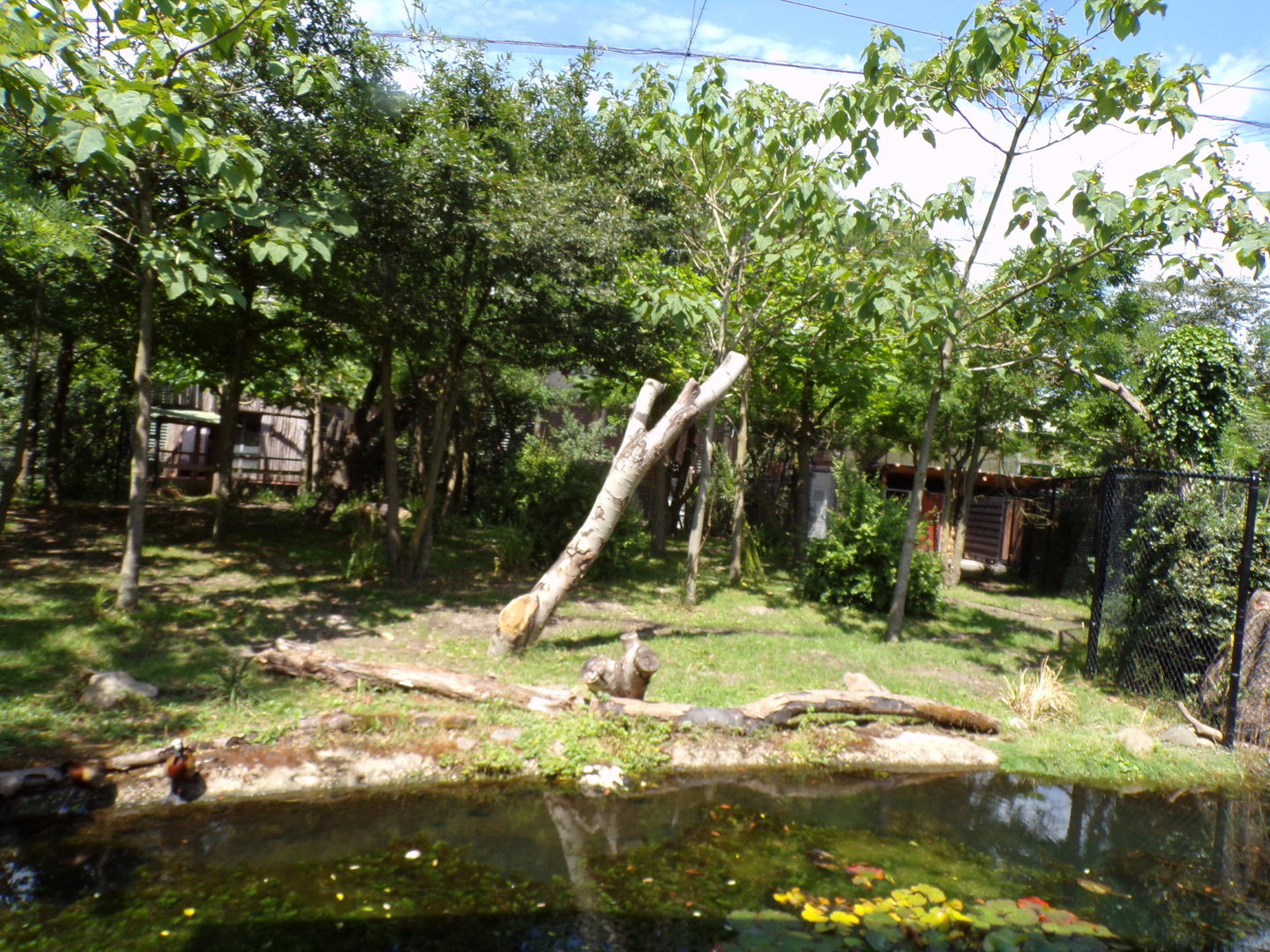 Africa- Okapi enclosure 13.7.23