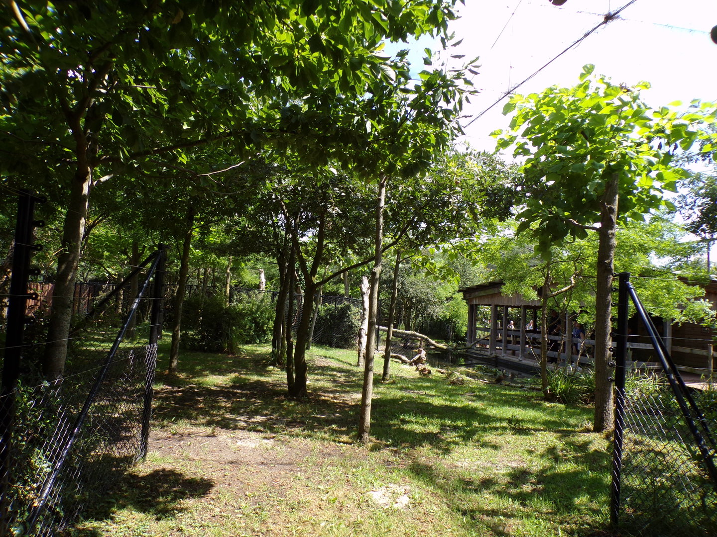 Africa- Okapi enclosure 13.7.23