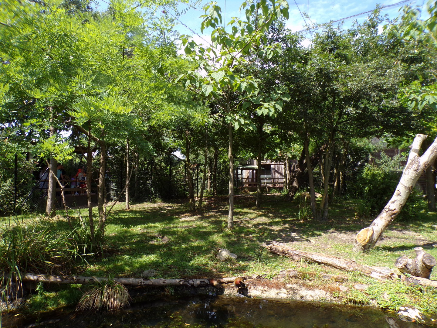 Africa- Okapi enclosure 13.7.23