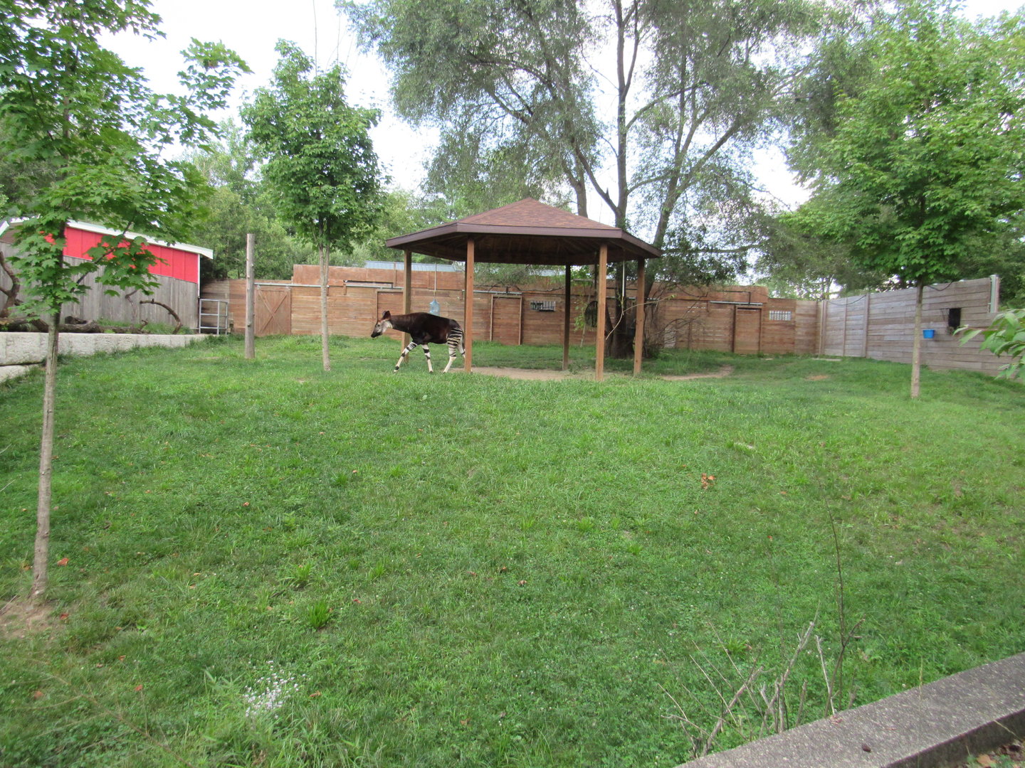 Africa - Okapi Exhibit (New in 2017)