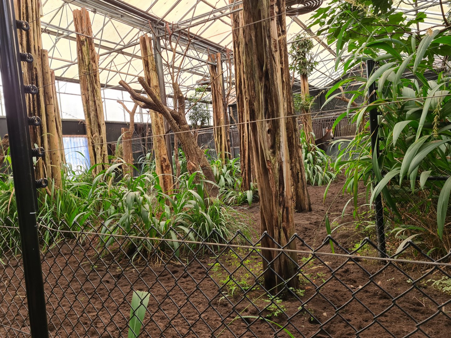 Africa - Okapi indoor habitat
