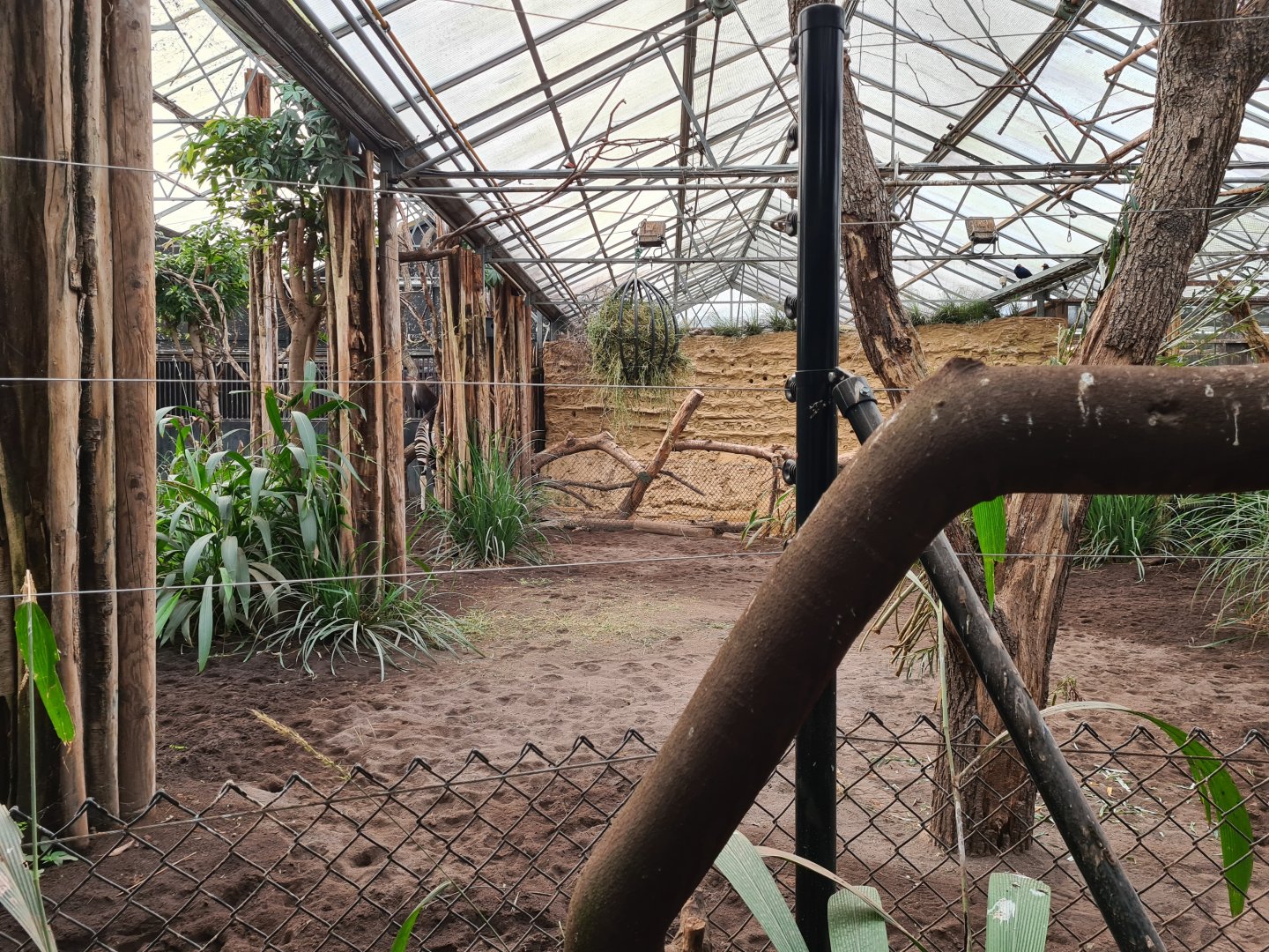 Africa - Okapi indoor habitat