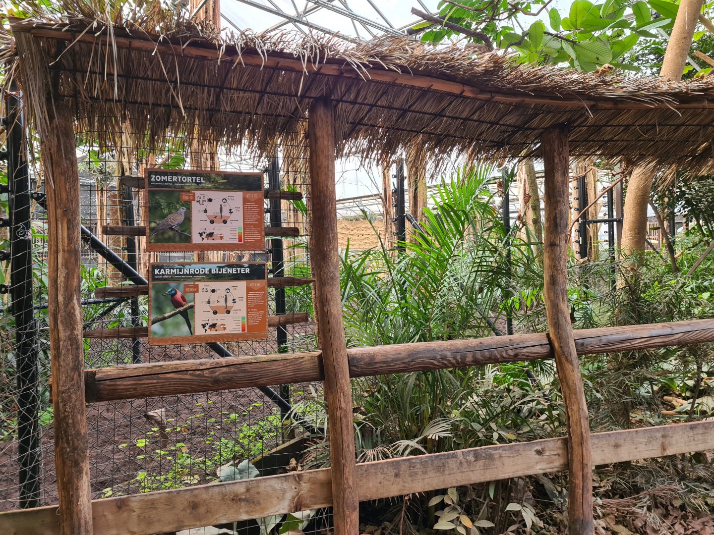 Africa - Okapi indoor viewing