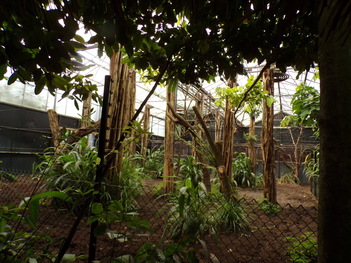 Africa- Okapi indoors 13.7.23