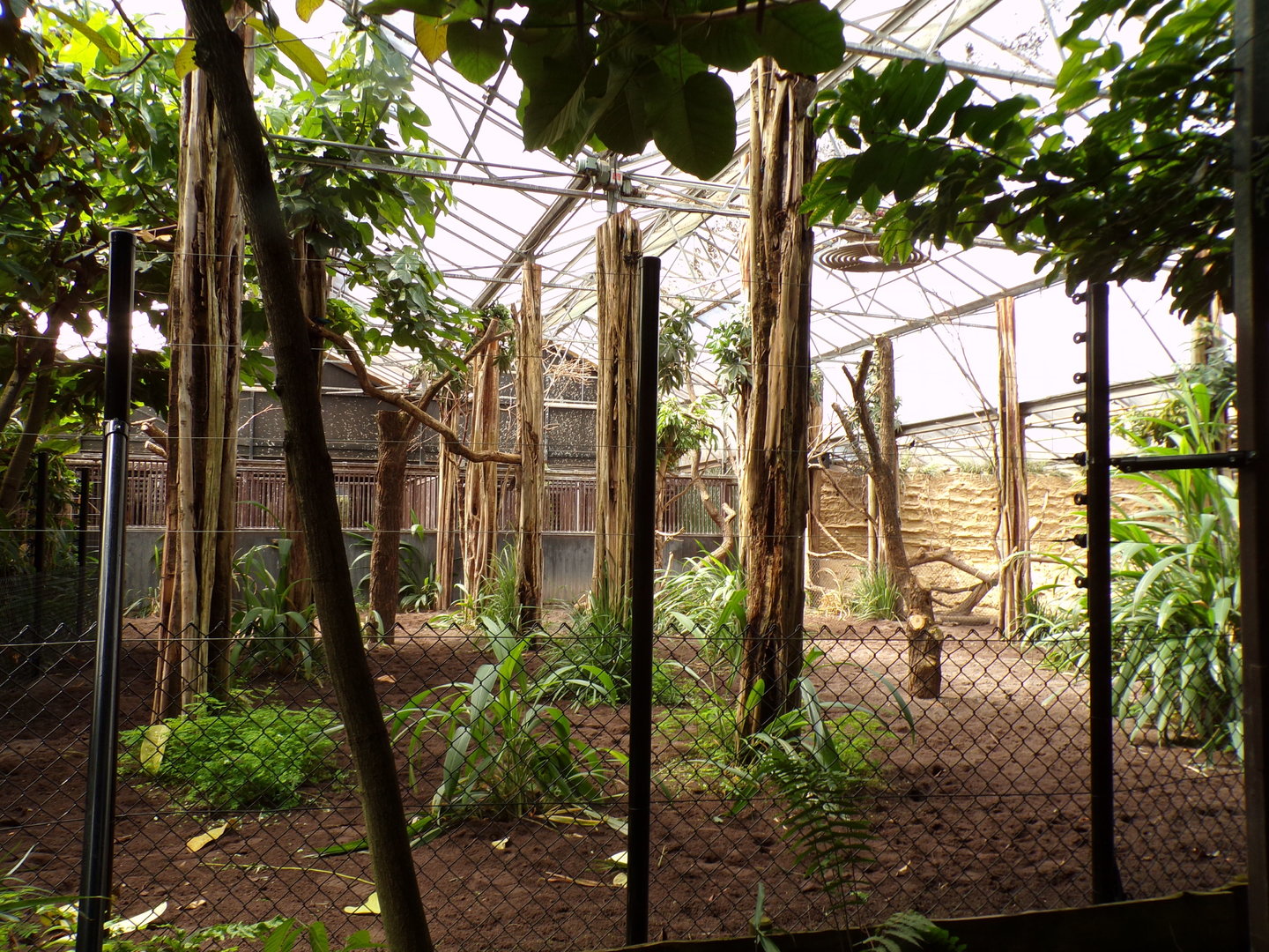 Africa- Okapi indoors 13.7.23