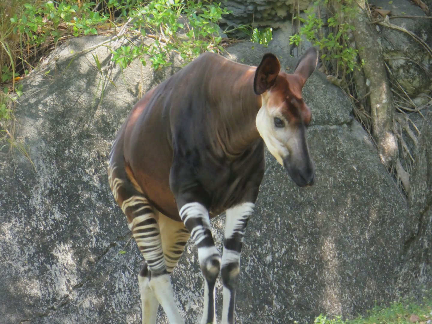 Africa - Okapi