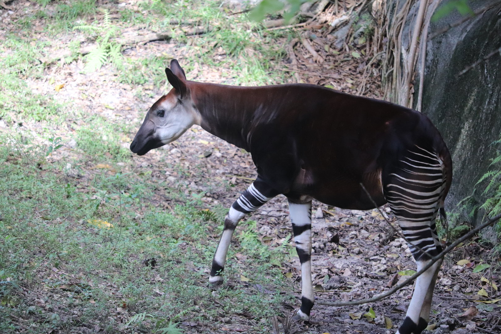 Africa - Okapi