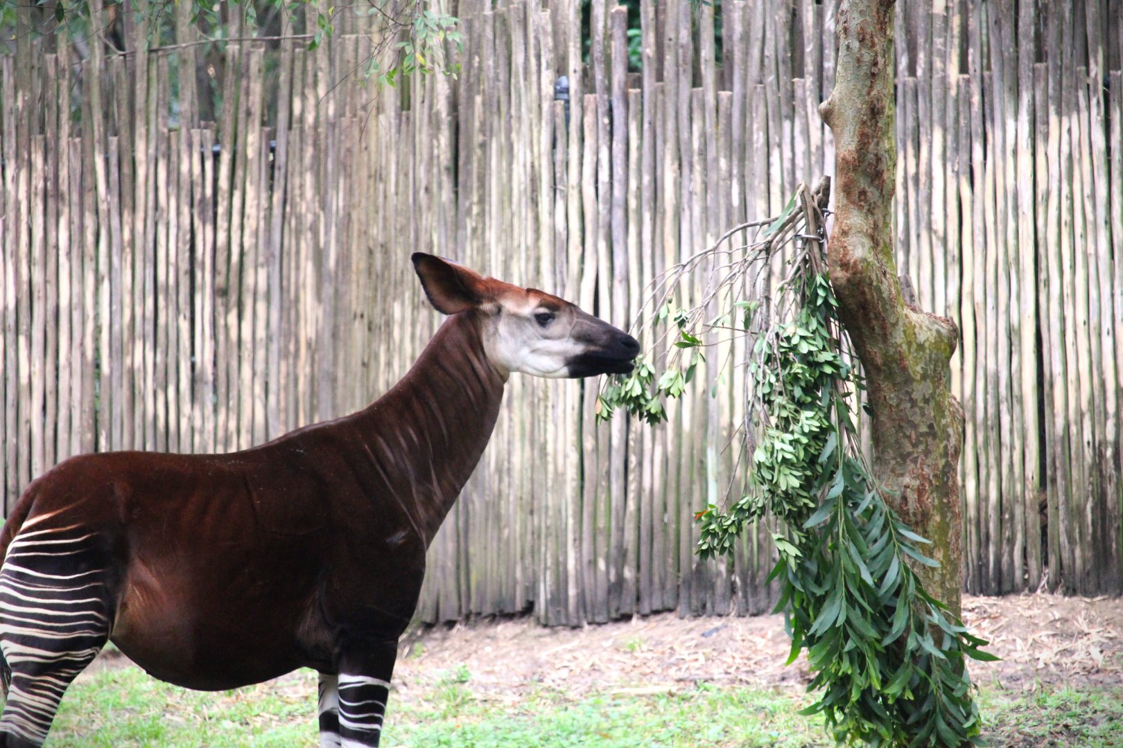 Africa - Okapi