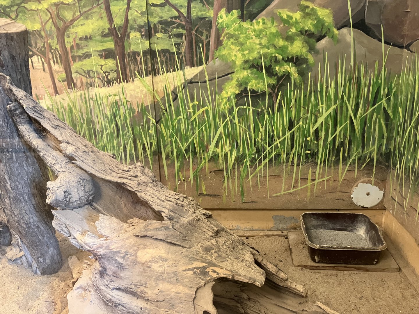 Africa - Old Meerkat Exhibit