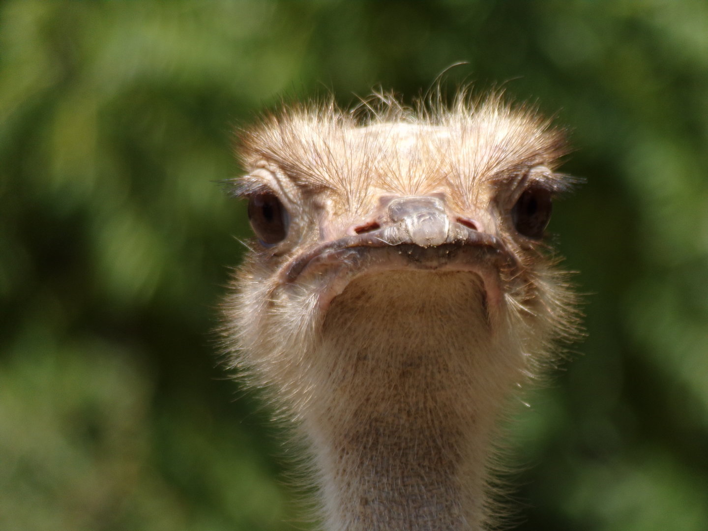 Africa- Ostrich 13.7.23