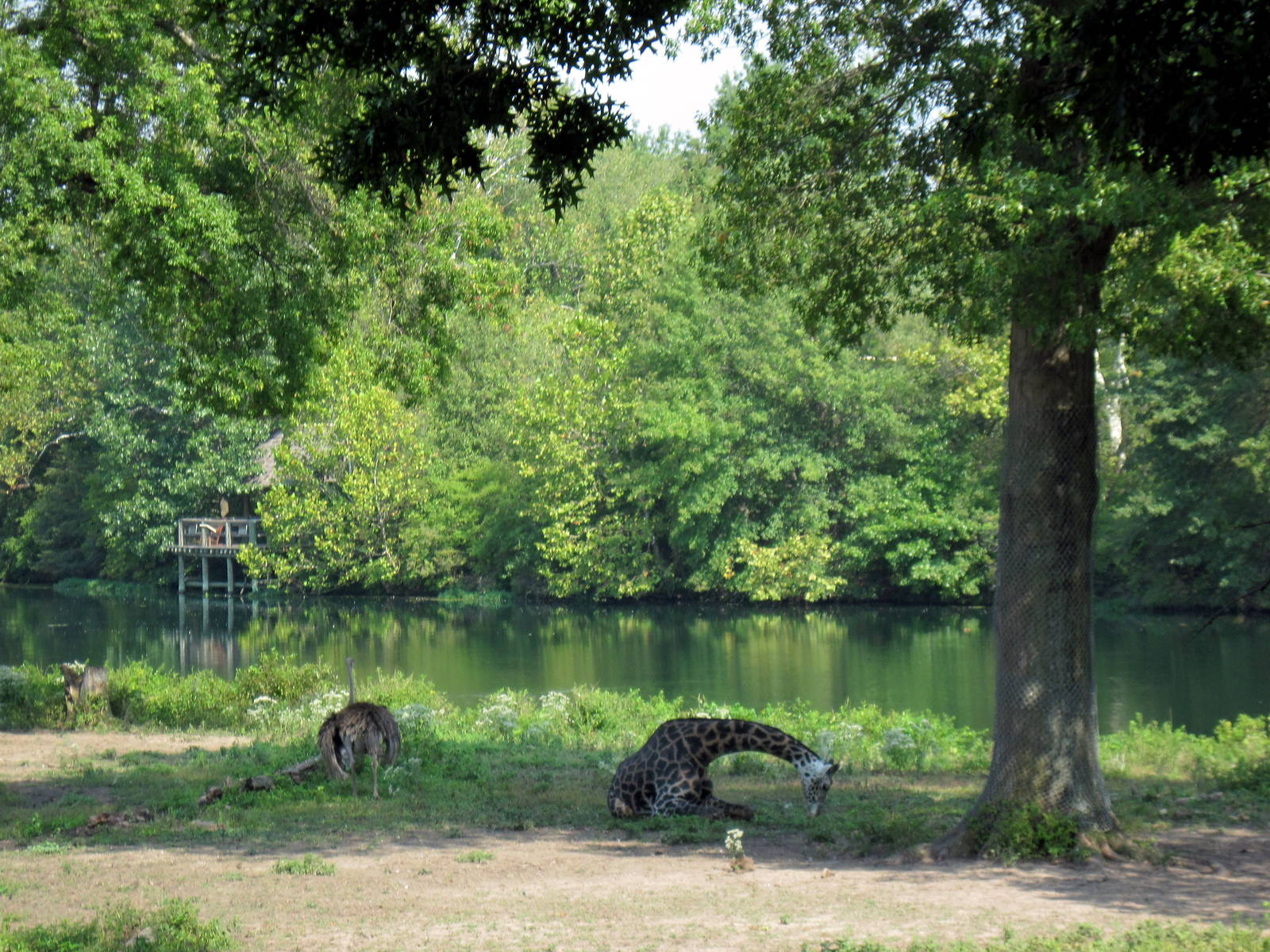 Africa-Ostrich and Masai Giraffe