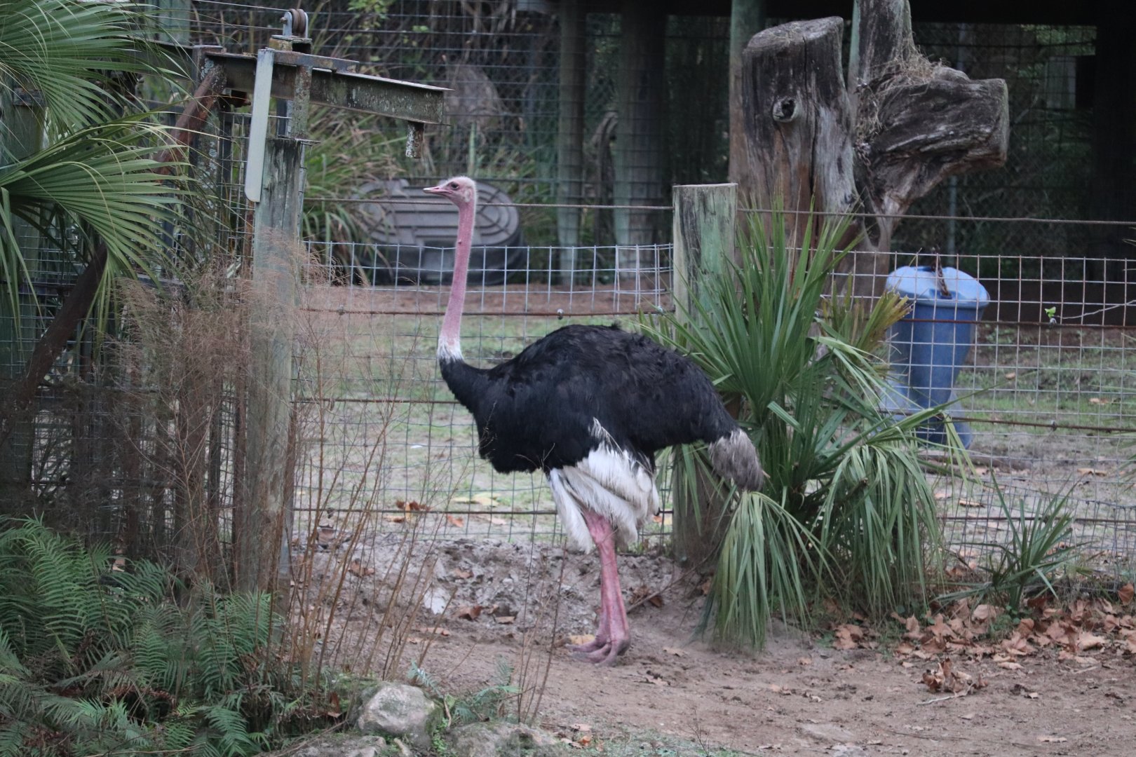 Africa - Ostrich