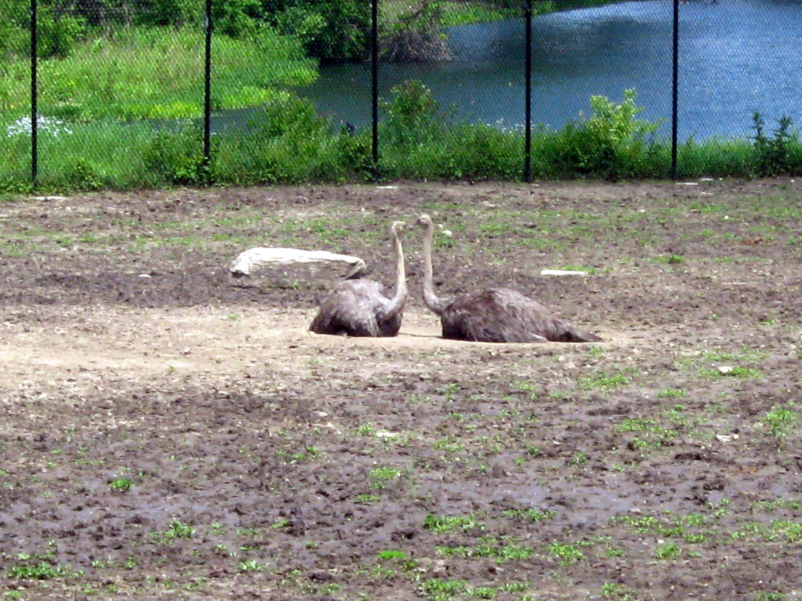 Africa-Ostriches