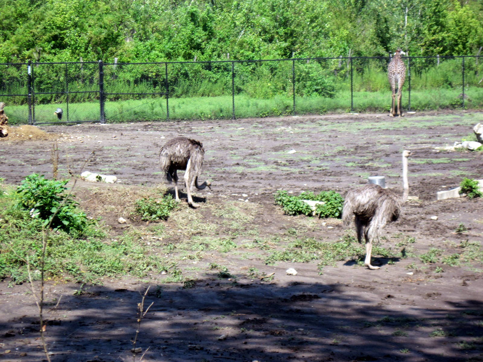 Africa-Ostriches