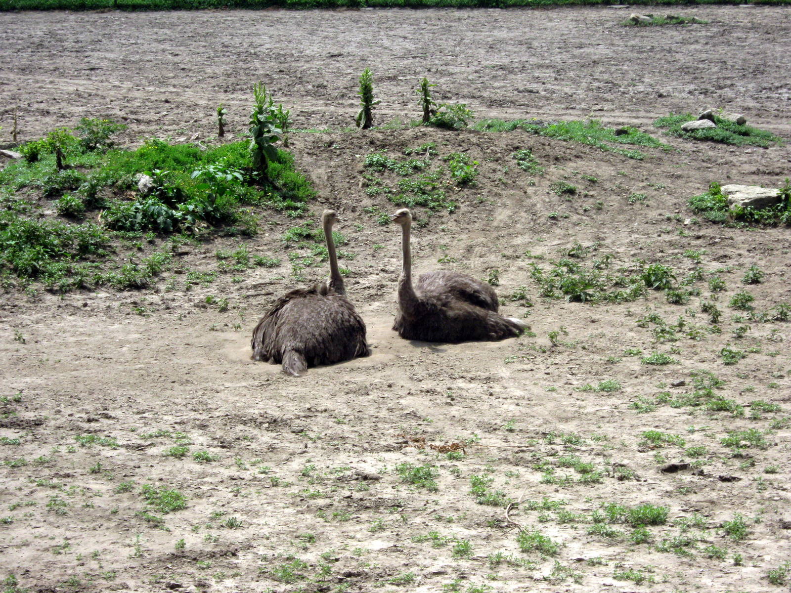 Africa-Ostriches