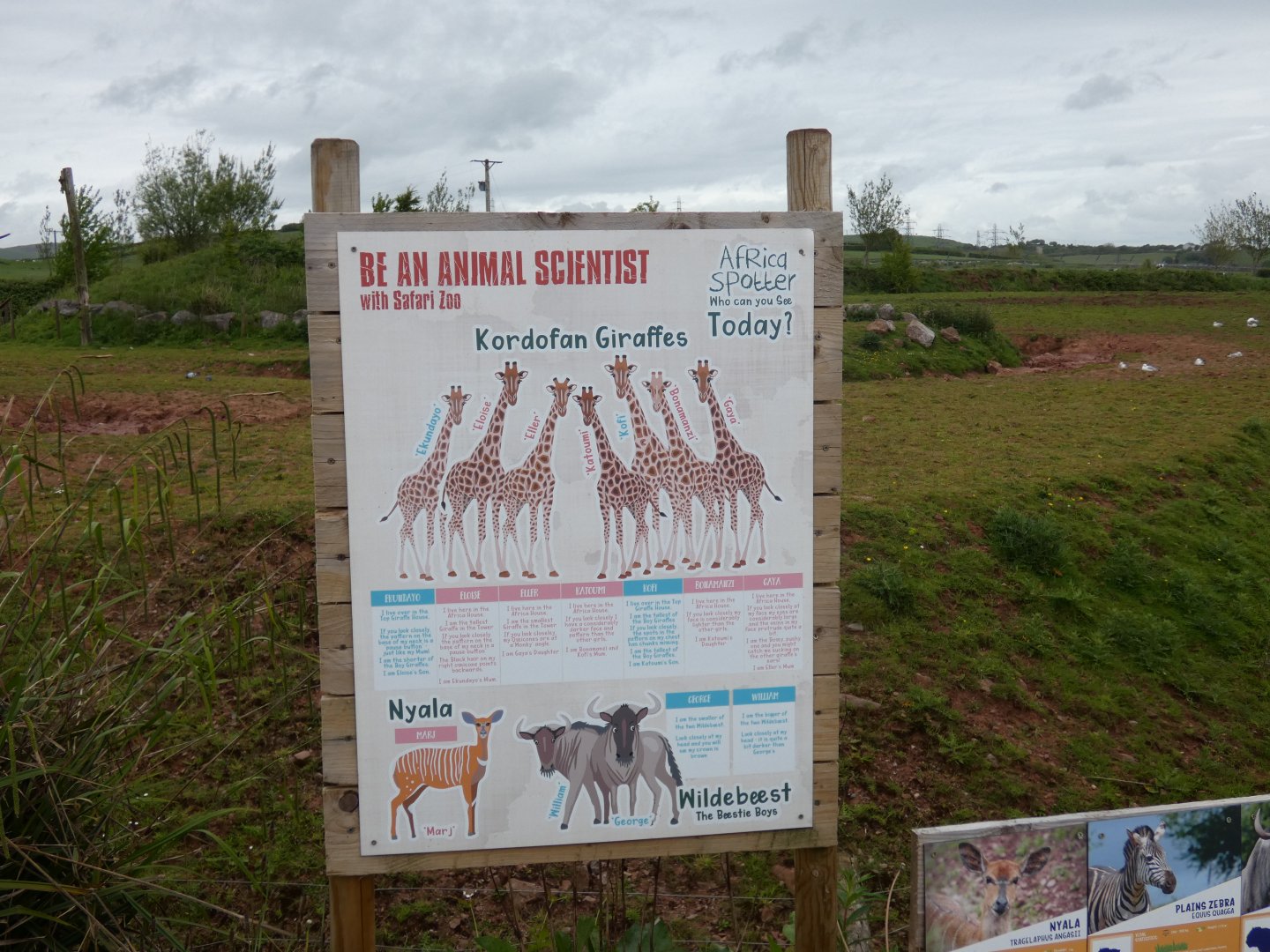 Africa paddock individual animal ID (2)