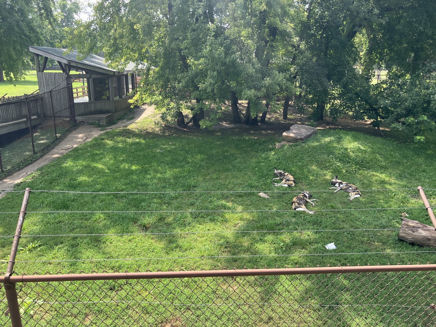 Africa - Painted Dog Exhibit