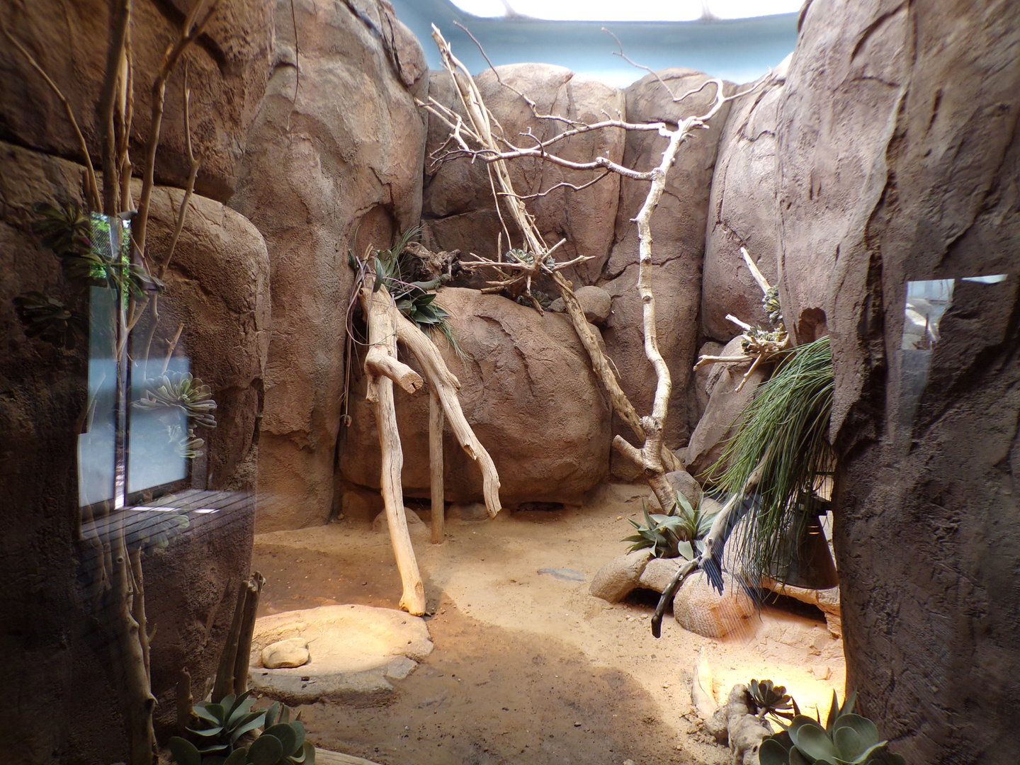 Africa- Pancake tortoise and North African spiny tailed lizard enclosure