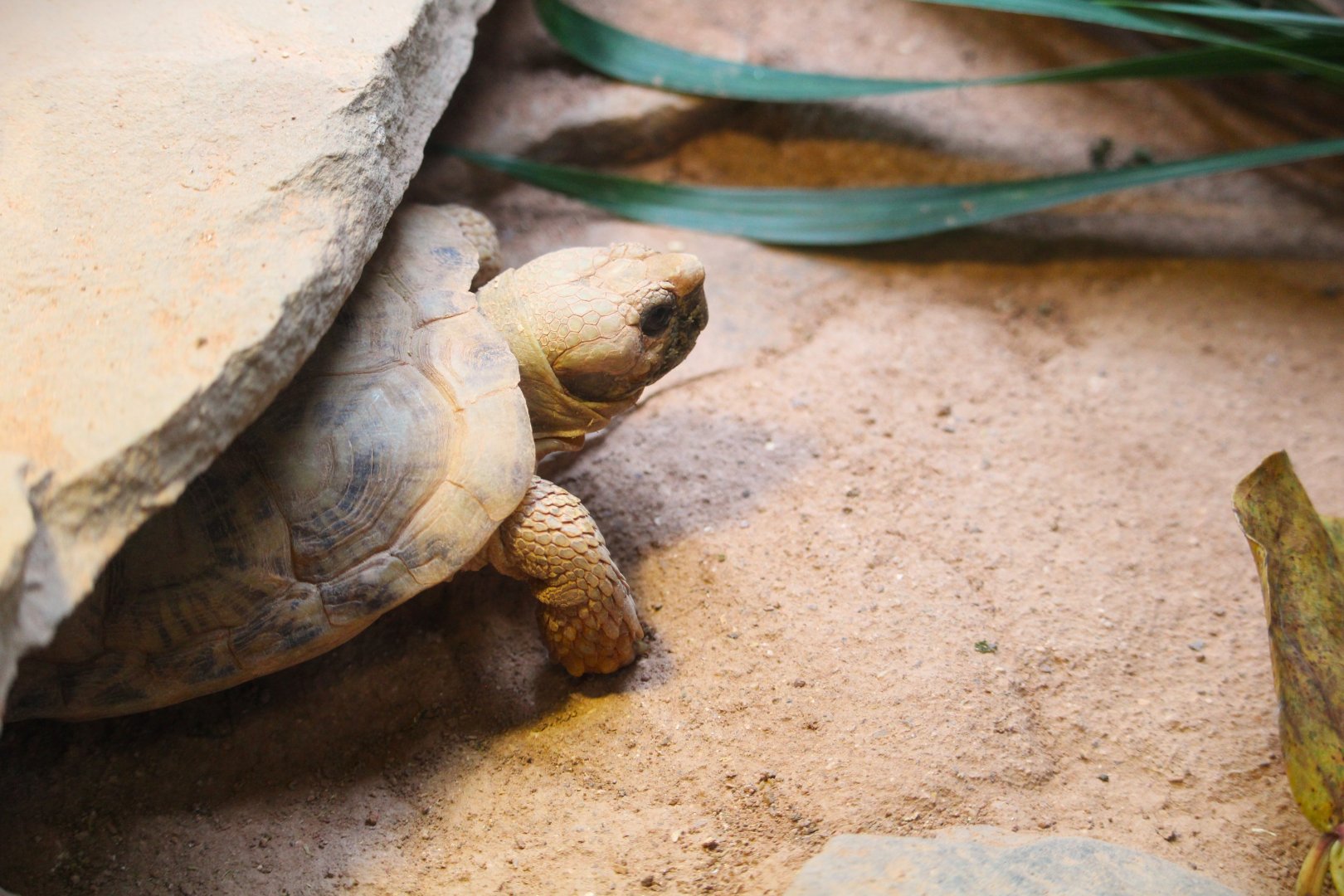 Africa - Pancake Tortoise
