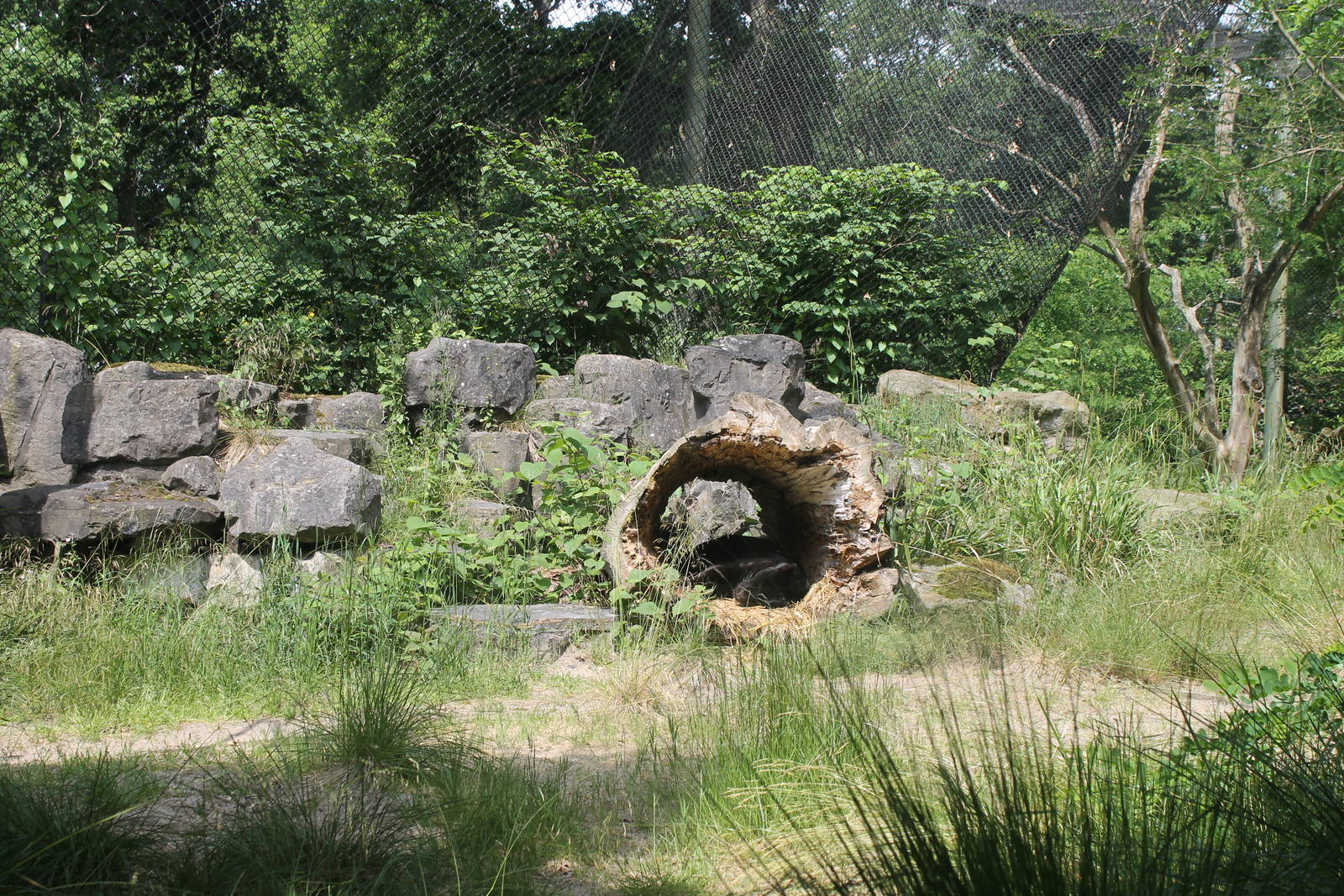 Africa - Panther enclosure 1