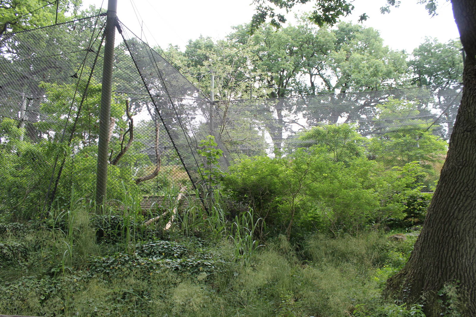 Africa - Panther enclosure 2