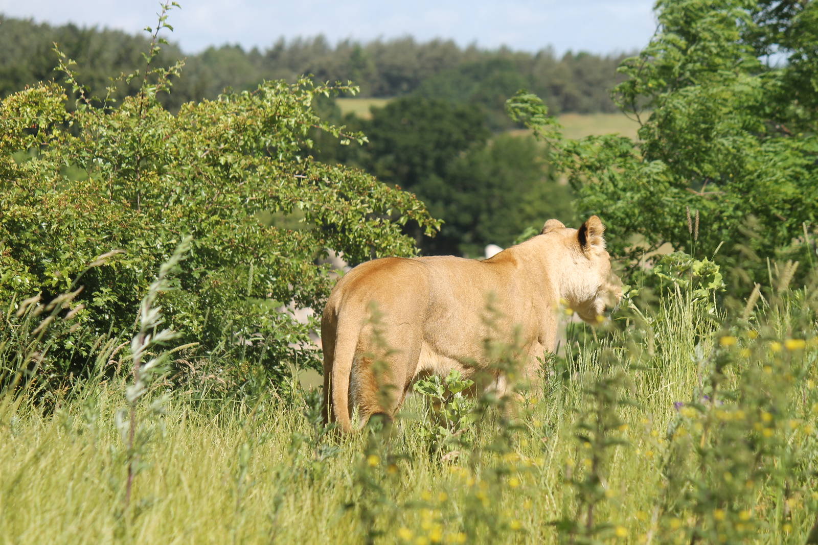 Africa - Part of Lion enclosure