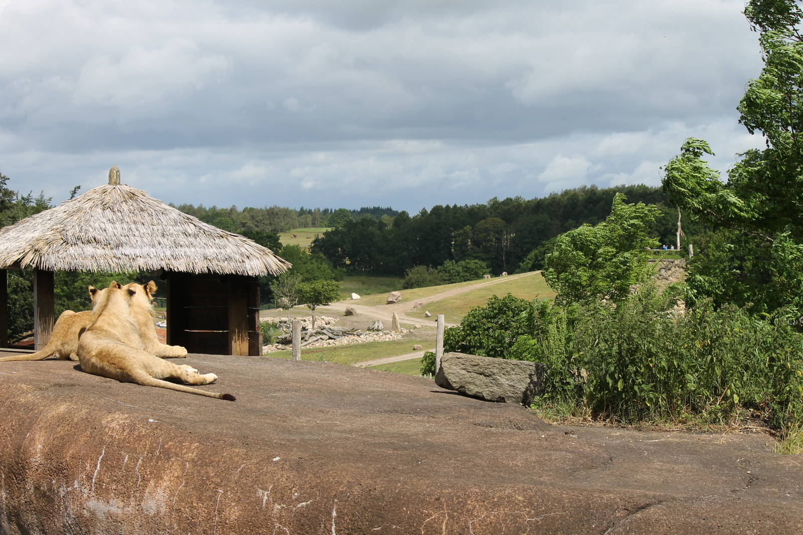 Africa - Part of Lion enclosure