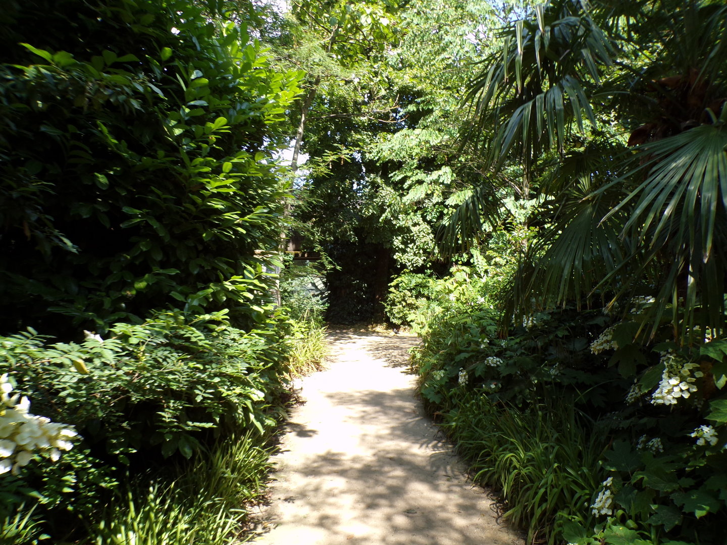Africa- Path alongside gorilla enclosure 13.7.23