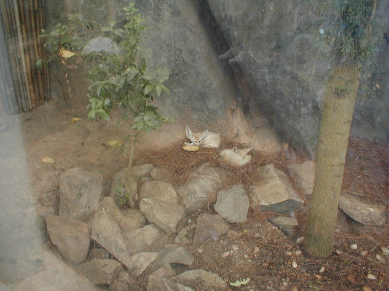Africa Pavillion - Fennec Fox