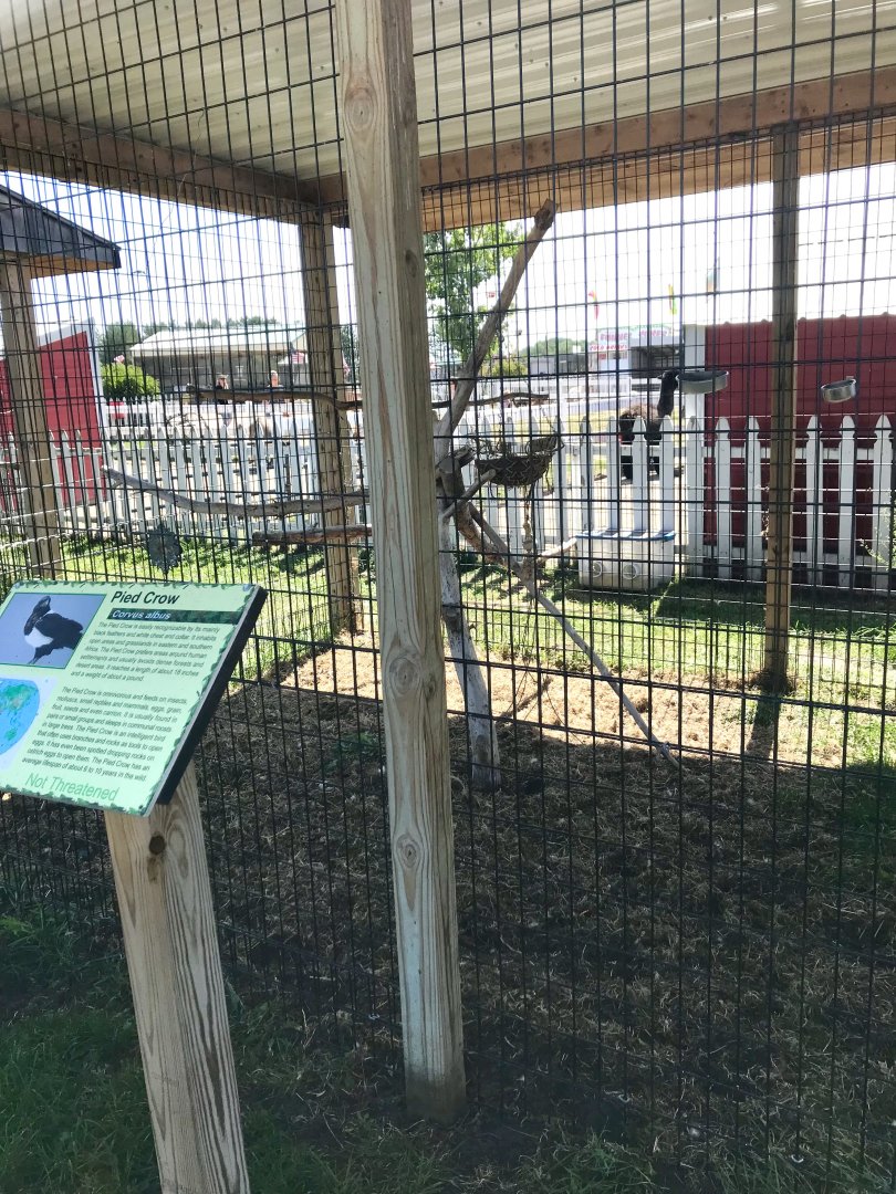 “Africa”- pied crow exhibit