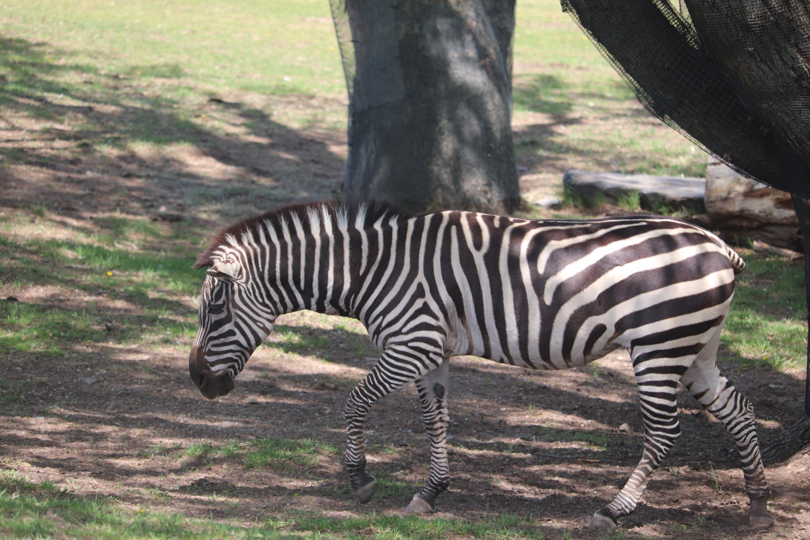 Africa - Plains Zebra