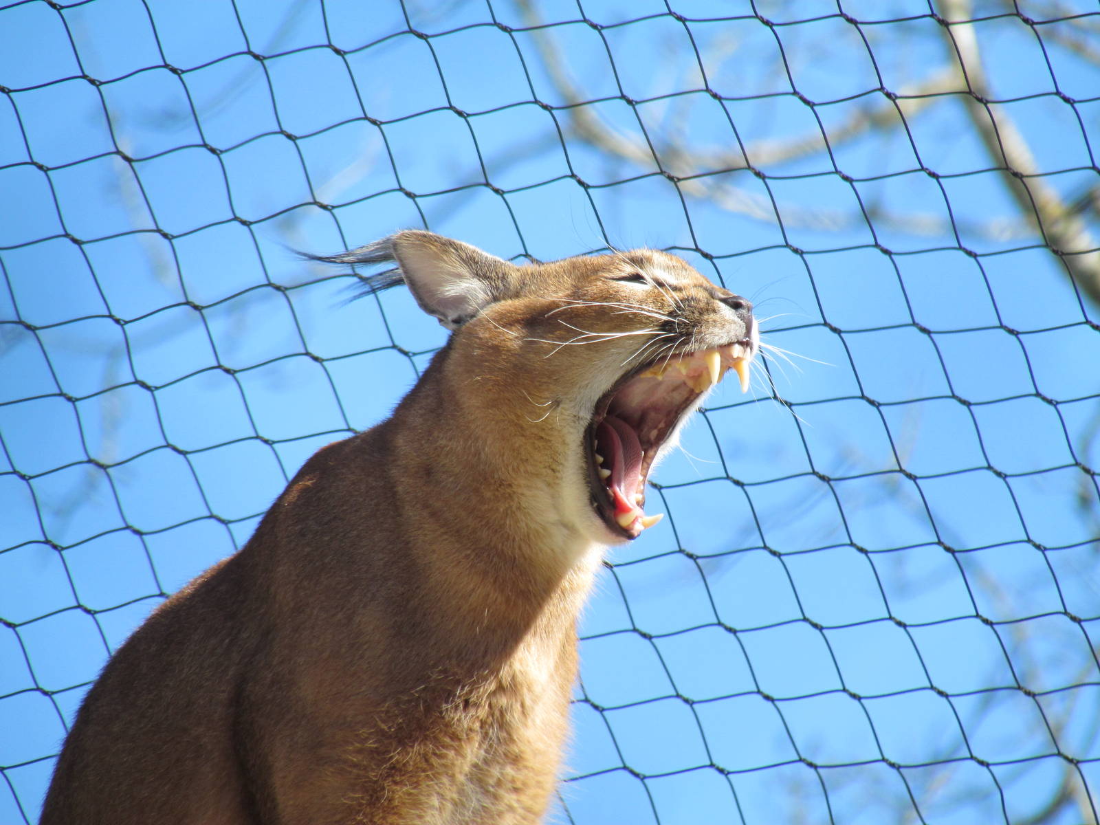 Africa - Predators of the Serengeti