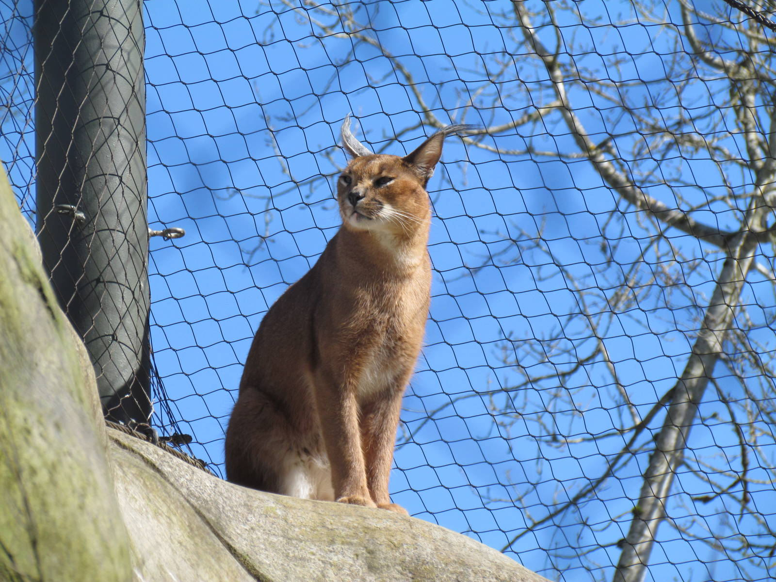 Africa - Predators of the Serengeti