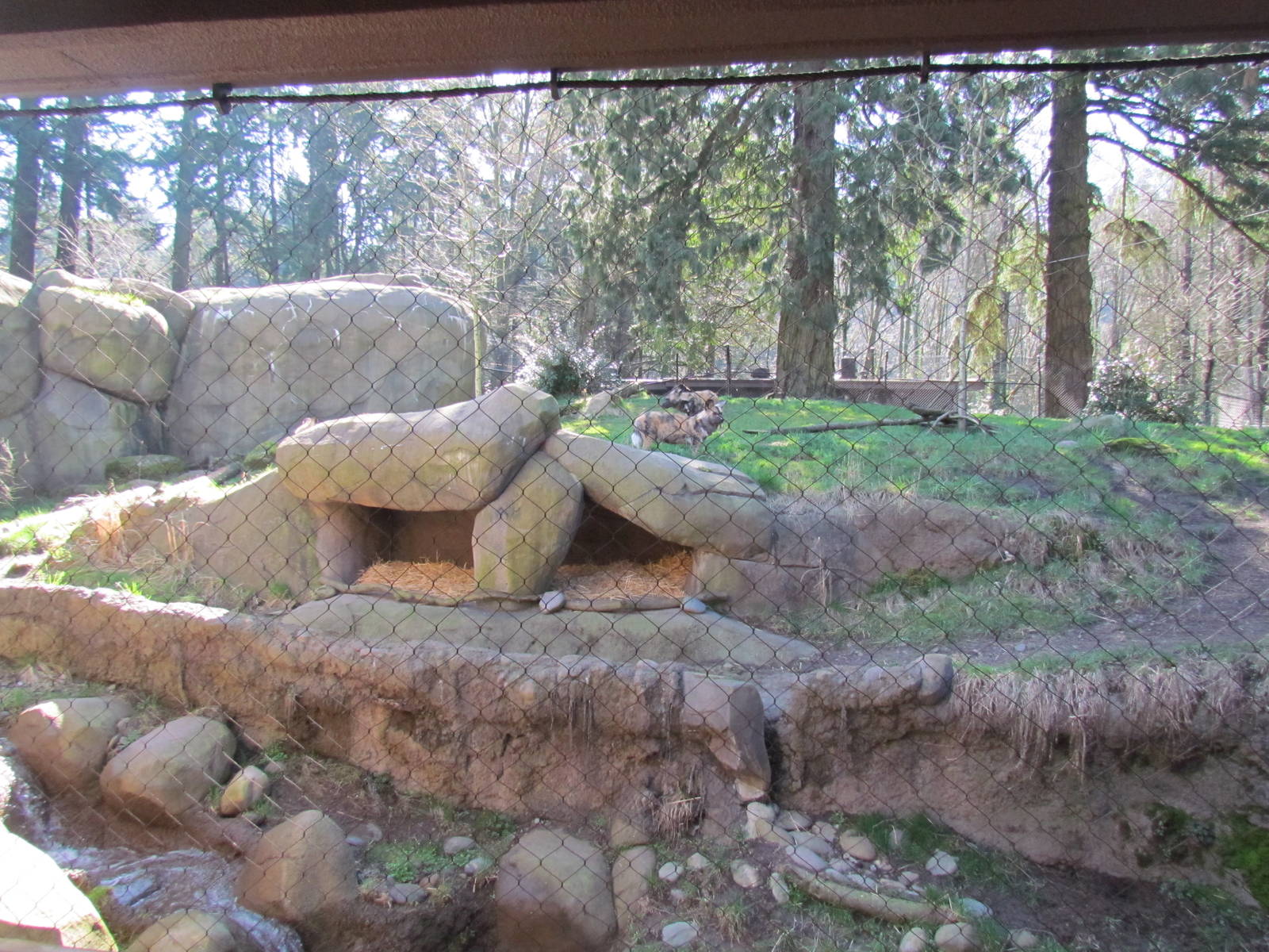 Africa - Predators of the Serengeti