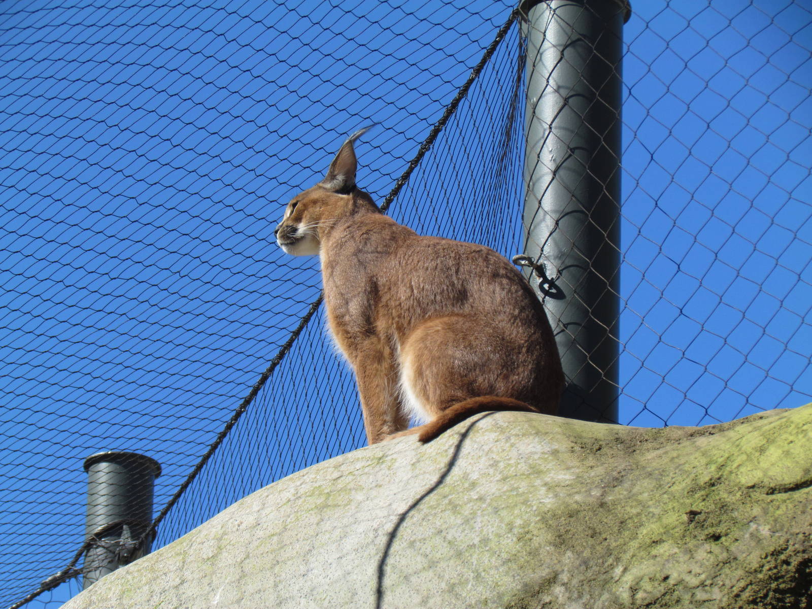 Africa - Predators of the Serengeti
