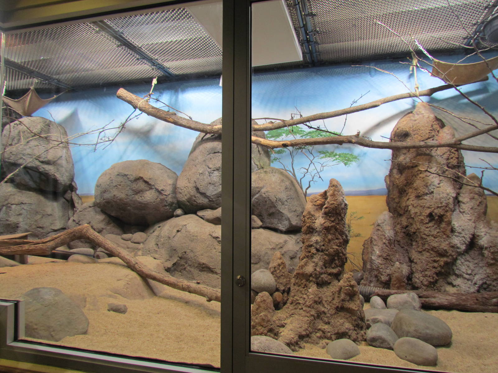 Africa - Predators of the Serengeti