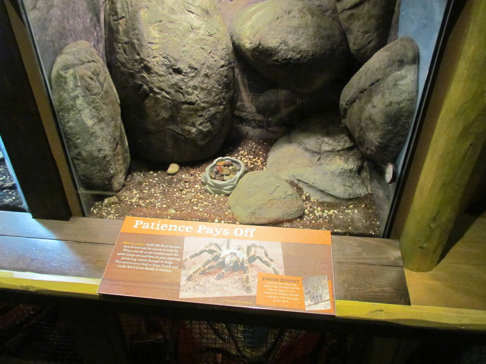 Africa - Predators of the Serengeti