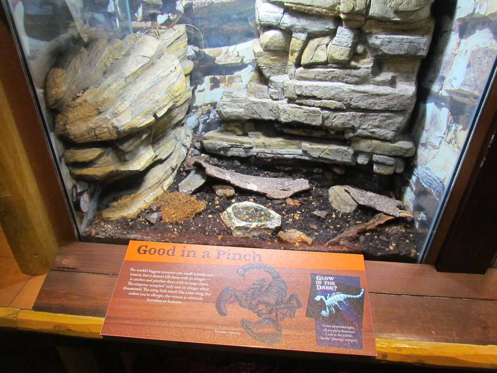 Africa - Predators of the Serengeti