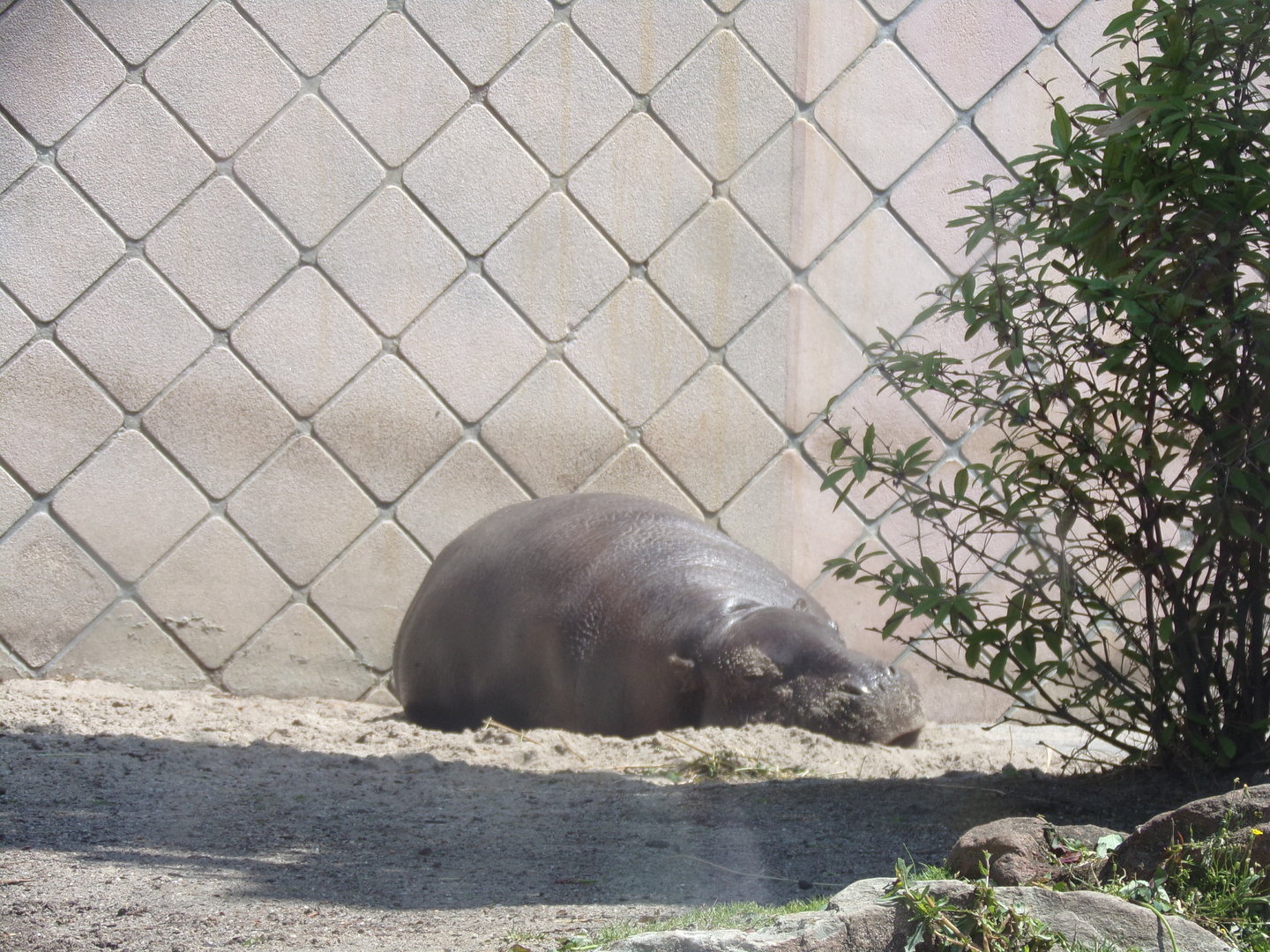 Africa- Pygmy hippo 13.7.23
