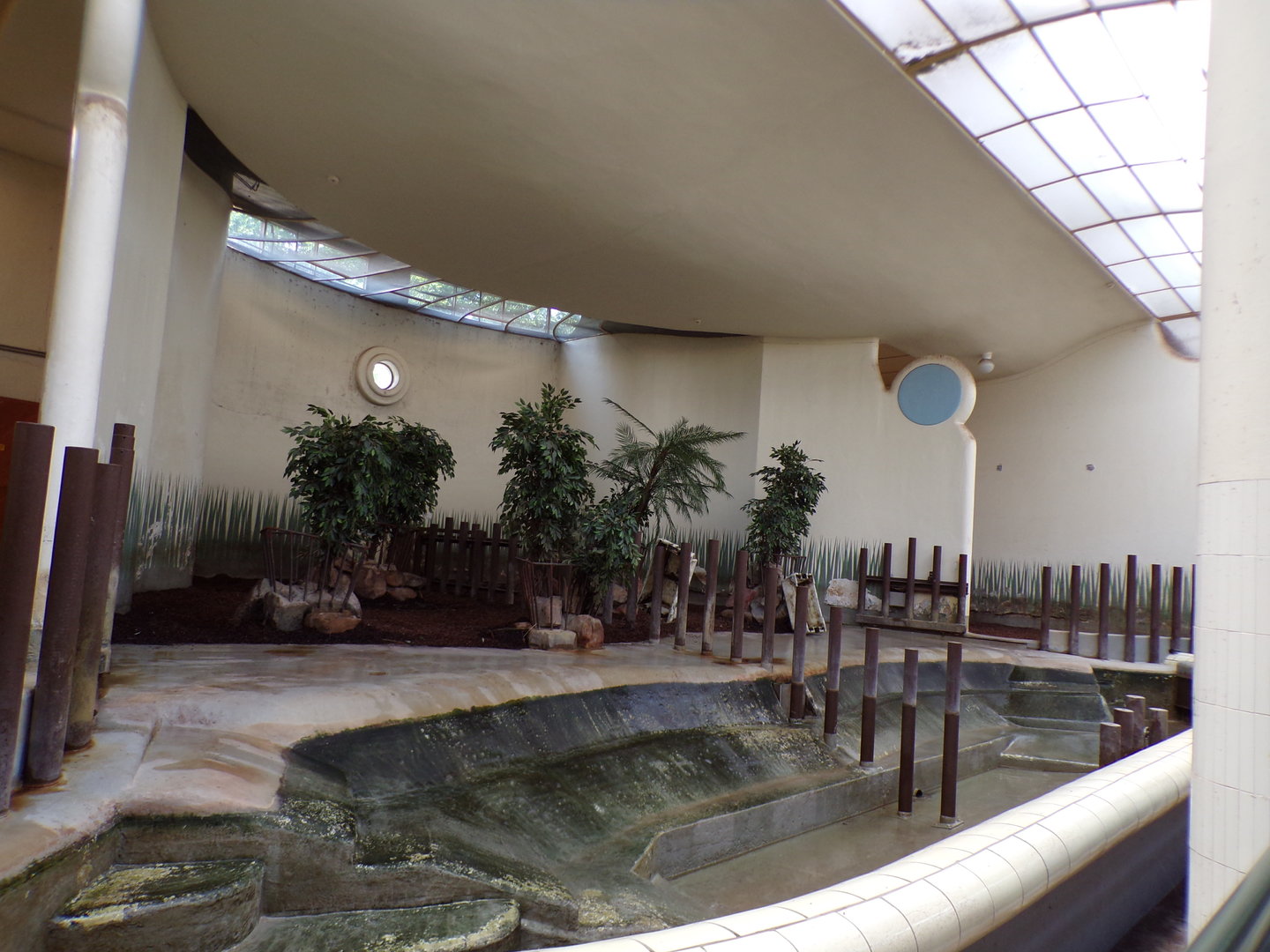 Africa- Pygmy hippo indoors 13.7.23