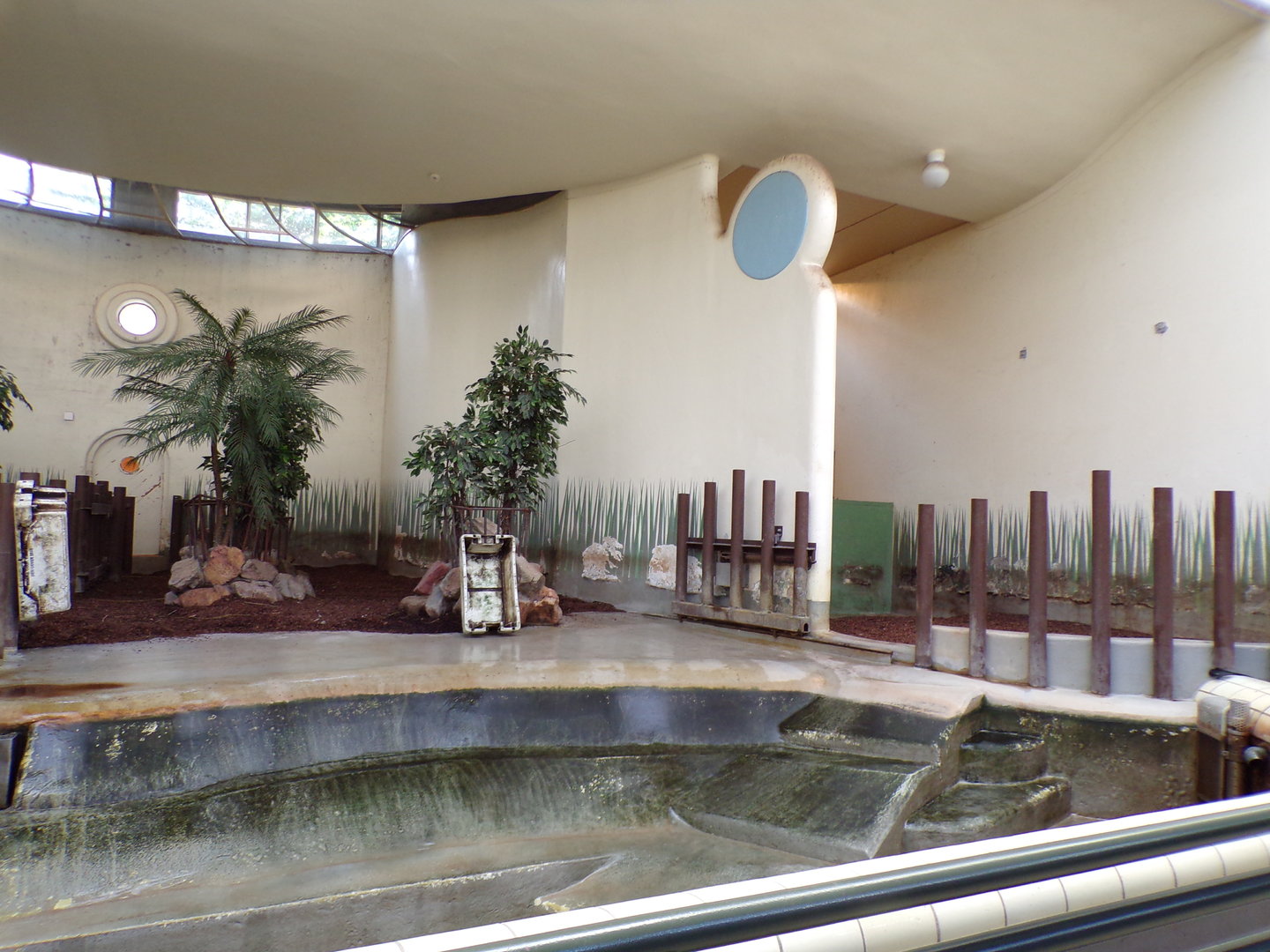 Africa- Pygmy hippo indoors 13.7.23