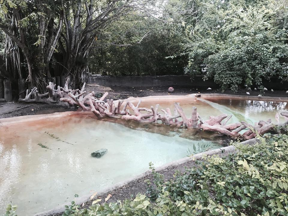 Africa- Pygmy Hippopotamus