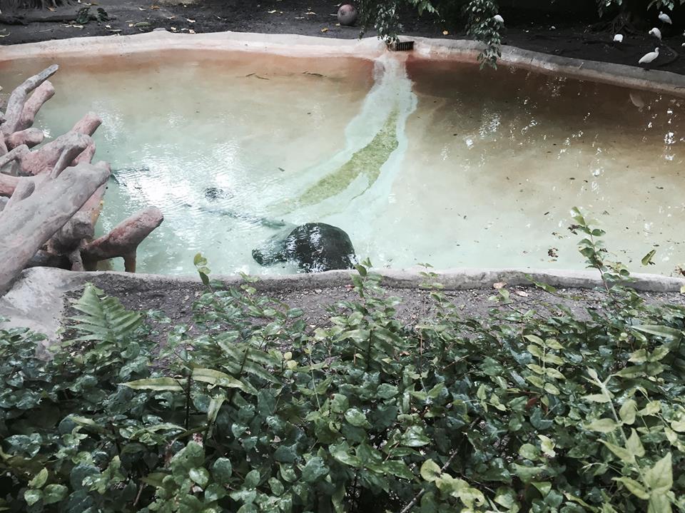 Africa- Pygmy Hippopotamus