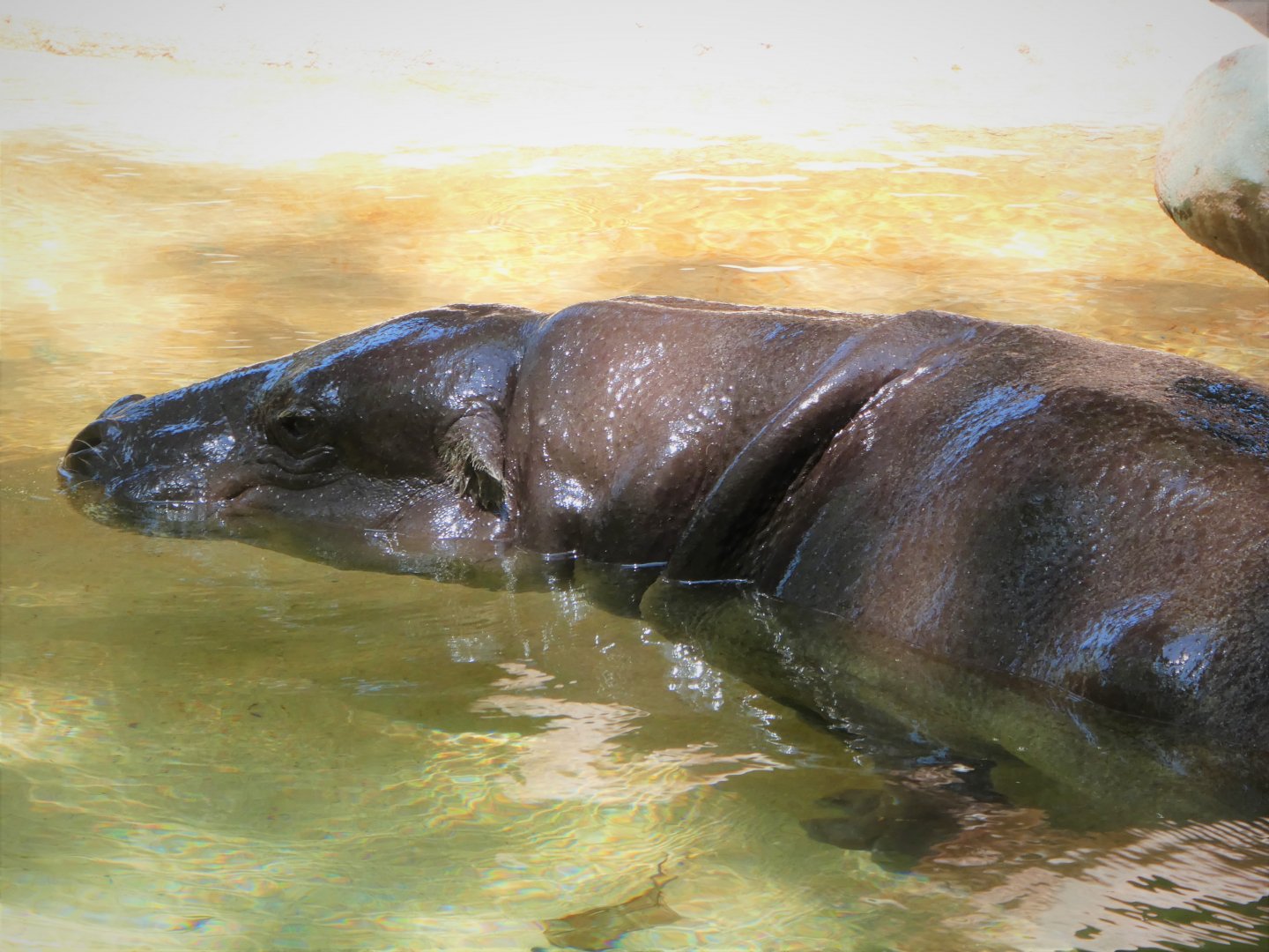 Africa - Pygmy Hippopotamus