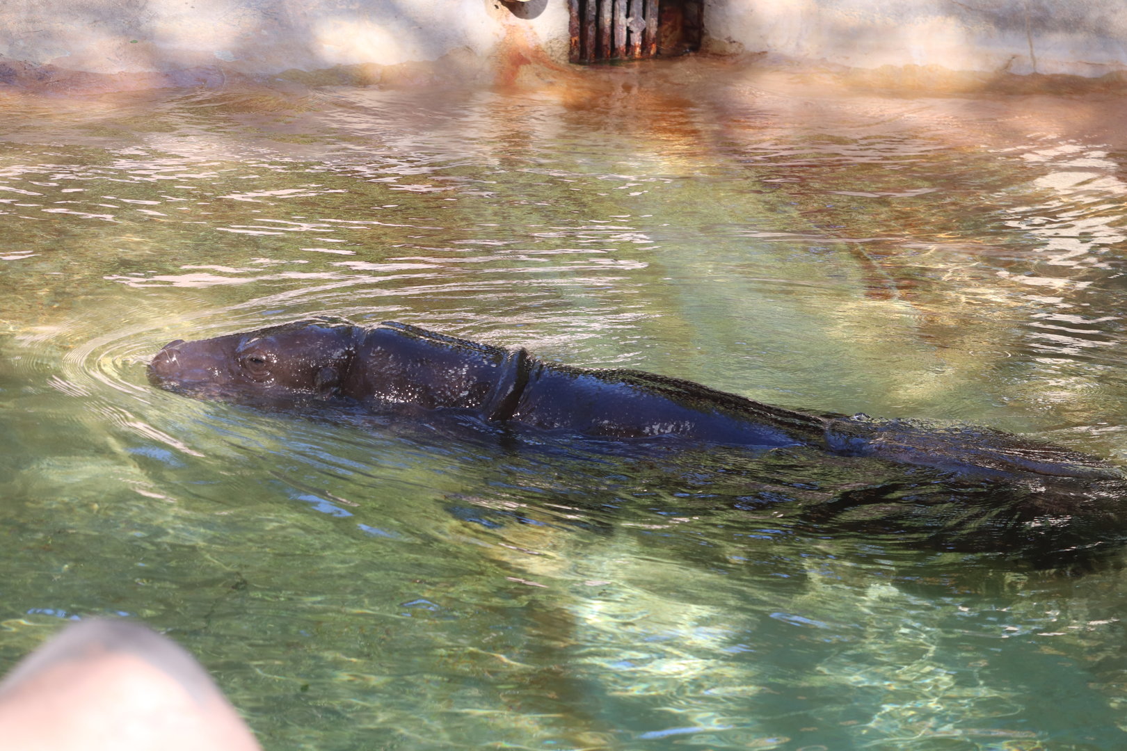 Africa - Pygmy Hippopotamus