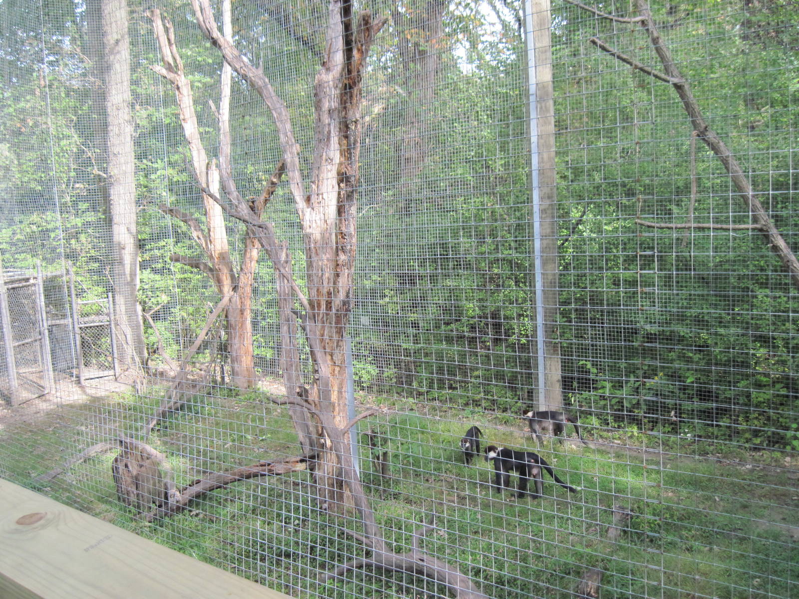 Africa-Red-capped Magabey Exhibit