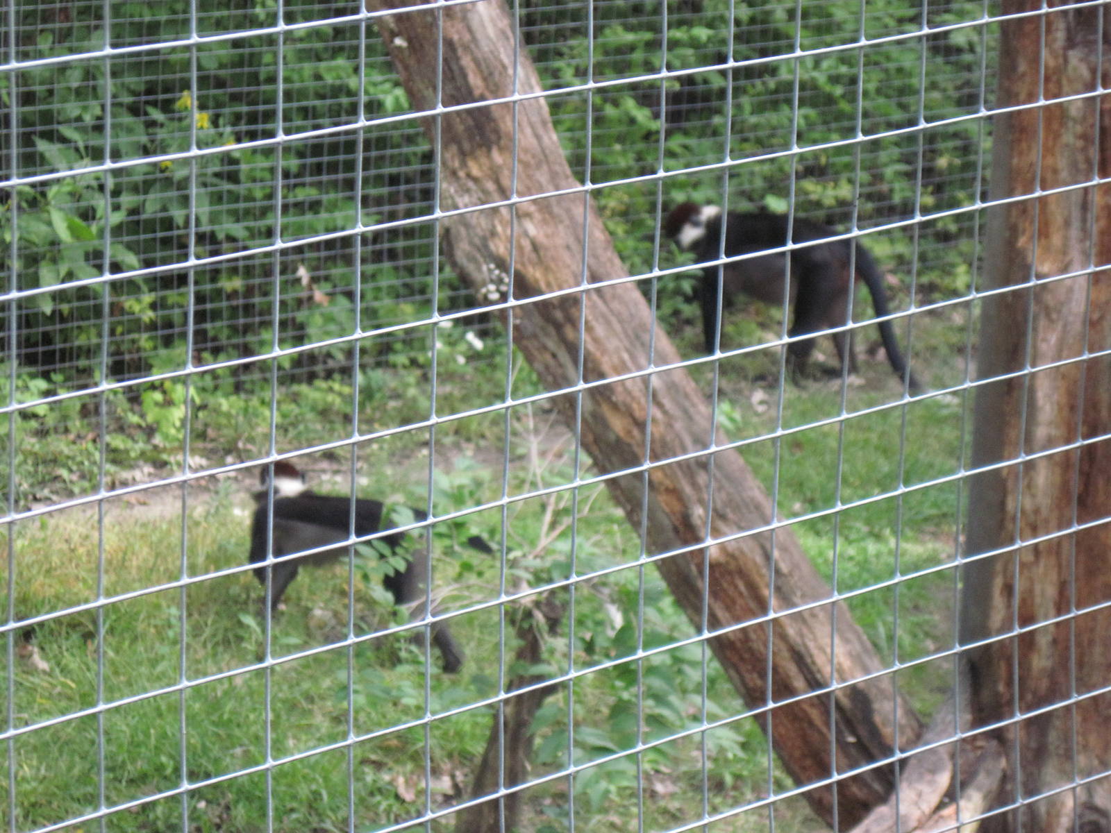 Africa-Red-capped Magabeys