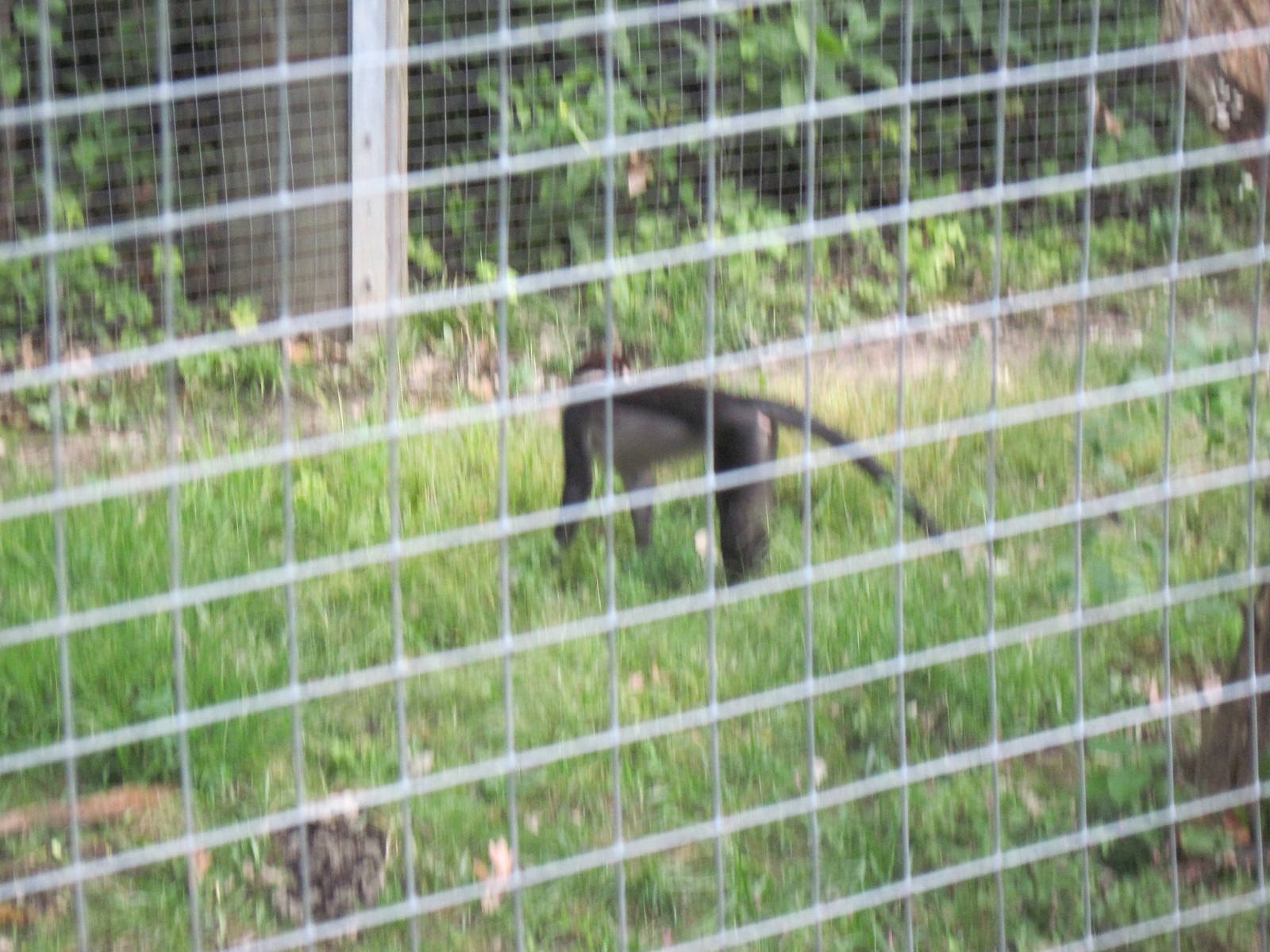 Africa-Red-capped Magabeys