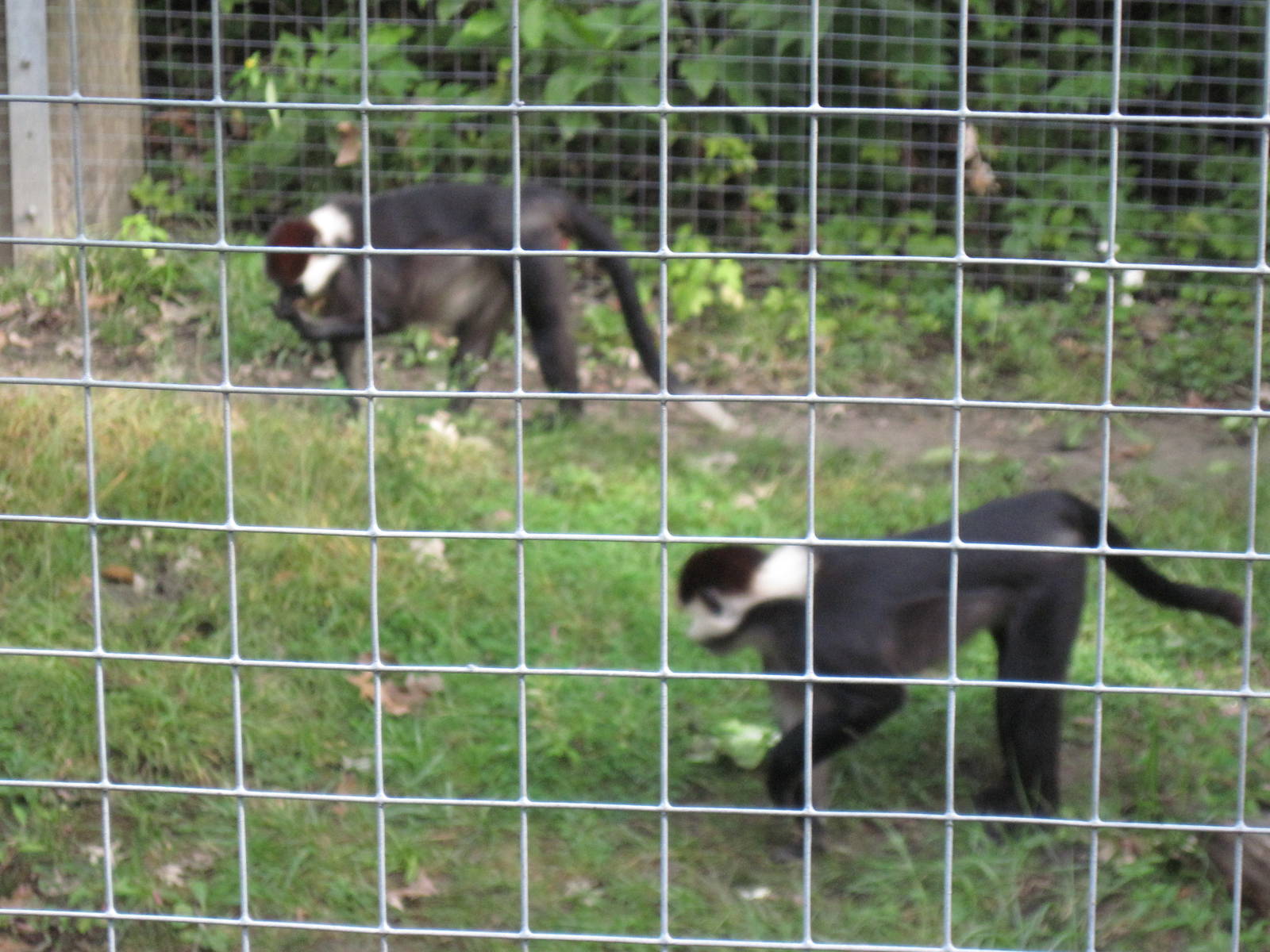 Africa-Red-capped Magabeys